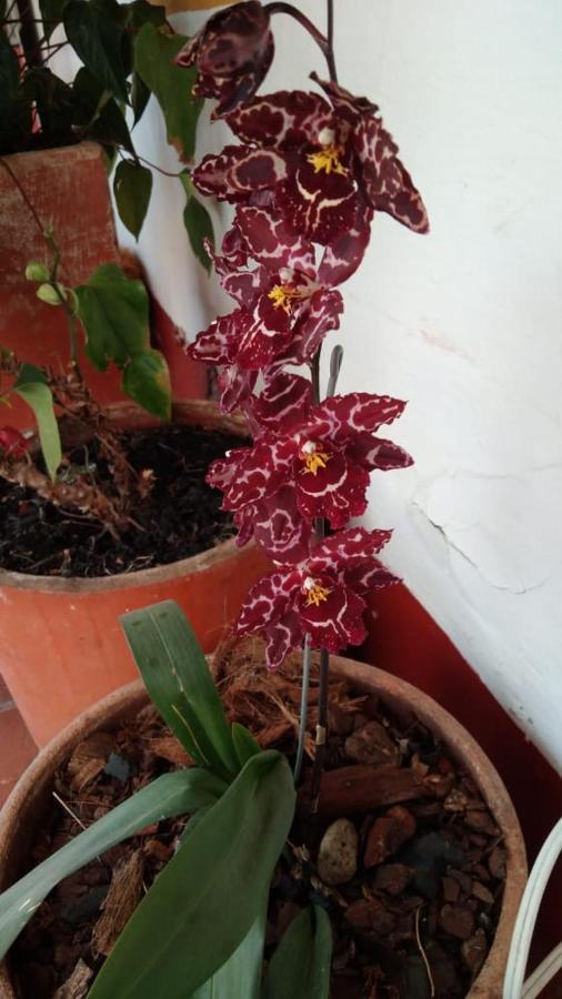 Hospederia Colonial De 비야 데 레이바 외부 사진